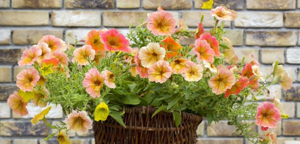 pflanzen f�r blumenkasten s�dbalkon