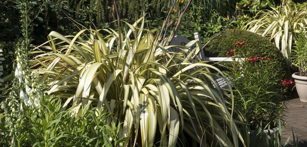 Pflanzen Fur Den Sudbalkon Hier Lesen Welche Es Sonnig Mogen