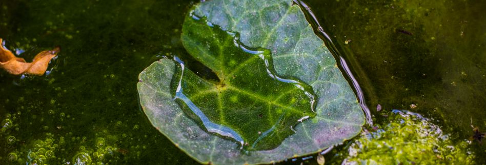 Algen im Teich → Hier lesen, wie Ihr Gartenteich wieder kristallklar wird