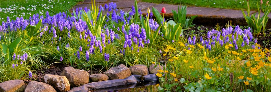 Gartenteich Bepflanzen Lesen Sie Was Zu Beachten Ist