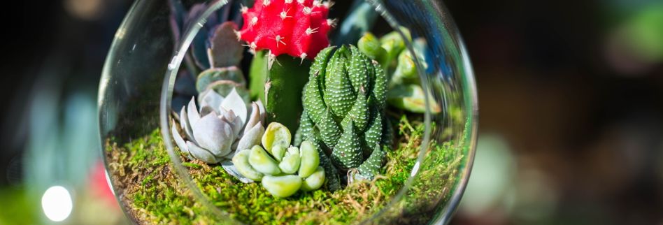 Minigarten Im Glas Selber Machen Lesen Sie Hier Mehr Zum Miniatur Biotop