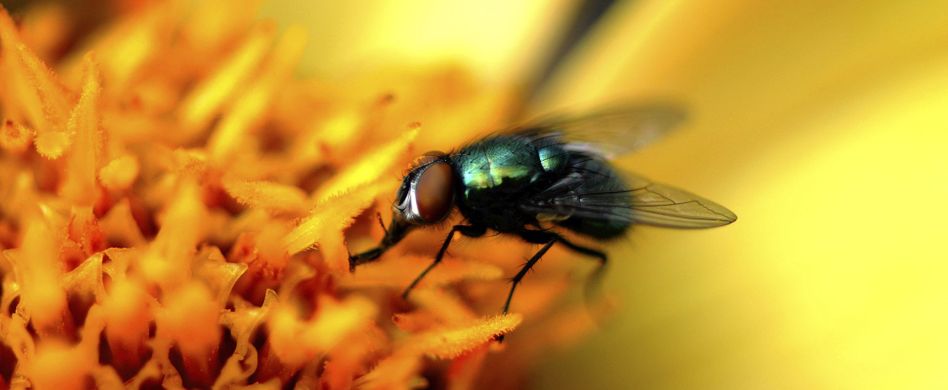 Stubenfliegen falle - Die qualitativsten Stubenfliegen falle im Überblick