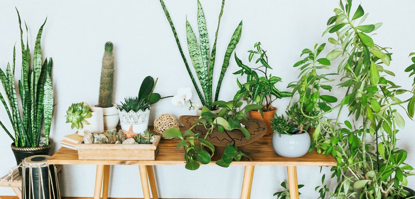 Diese sieben Zimmerpflanzen brauchen nur wenig Licht 🌿