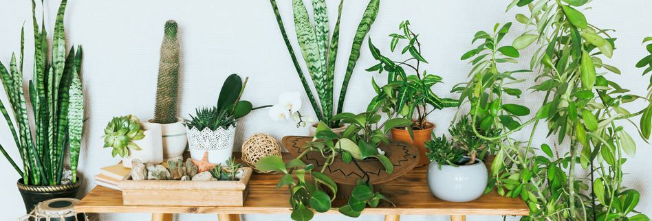 Diese Sieben Zimmerpflanzen Brauchen Nur Wenig Licht