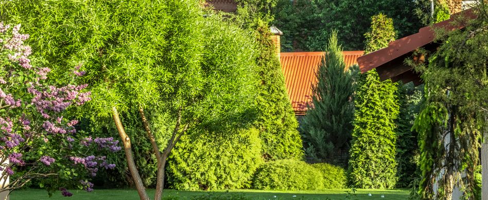 Der richtige Baum für den Garten Was Sie wissen müssen